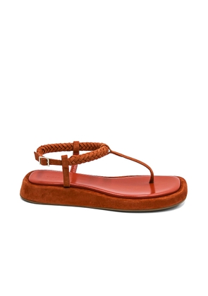 GIA BORGHINI x RHW Flat Thong Suede Sandal in Burnt Orange - Burnt Orange. Size 39 (also in ).