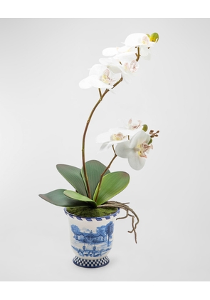 Royal Toile Medium Potted Orchid