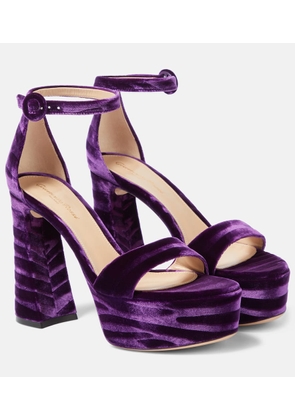 Gianvito Rossi Holly velvet platform sandals