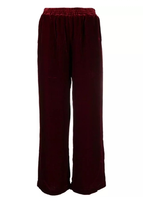 Gold Hawk velvet pants - Red