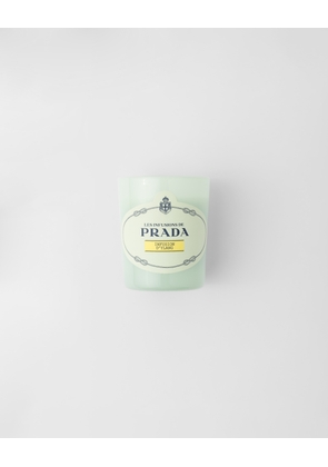 Infusion d'Ylang Candle