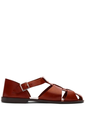 Scarosso Apollo buckle-fastening leather sandals - Brown