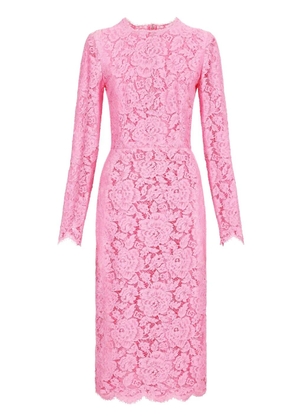 Dolce & Gabbana cordonetto-lace sheath dress - Pink
