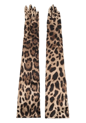 Dolce & Gabbana leopard-print long gloves - Brown