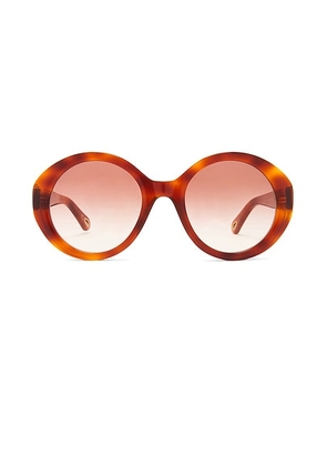 Chloe Marcie Sunglasses in Havana & Brown - Brown. Size all.