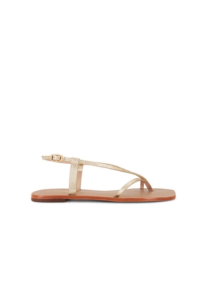 Kaanas Cristobal Sandal in Metallic Gold. Size 11. Also in 5.