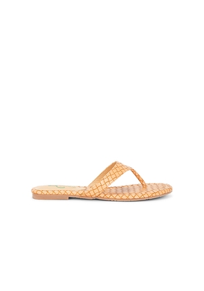 Seychelles Fiera Sandal in Neutral. Size 6. Also in 6.5, 7, 7.5, 8, 8.5, 9, 9.5, 10, 11.