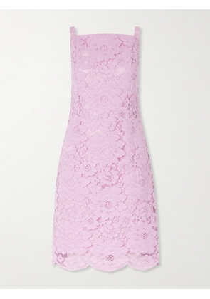 Patou - Floral-embroidered Cotton-blend Guipure Lace Midi Dress - Pink - FR 34,FR 36,FR 38,FR 40,FR 42