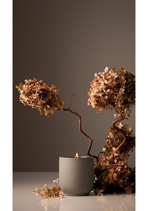 Homecourt Cece Candle in Beauty: NA.