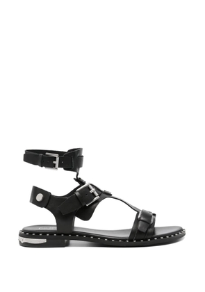 Ash buckle-fastening studded sandals - Black